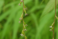 Dioscorea belophylla